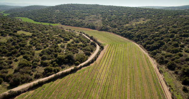 masada vineyards